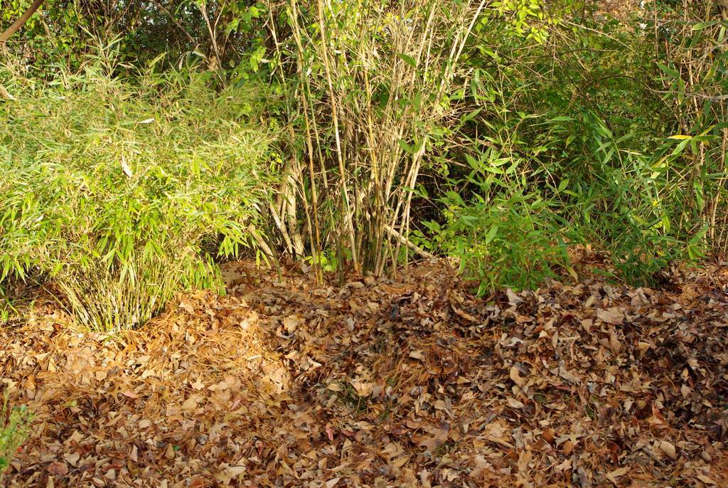 It's Not Work, It's Gardening!: What to do about the bamboos?